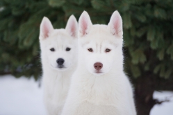 Hope - Wspolne zabawy szczeniat 11 tygodni